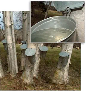 Birch Tree With syrup tap