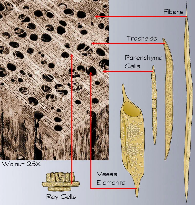 hardwood cell terminology