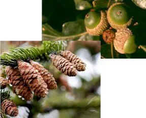 tree seeds and cones