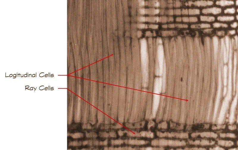 Wood at the microscopic level with labels showing longitudal cells and ray cells